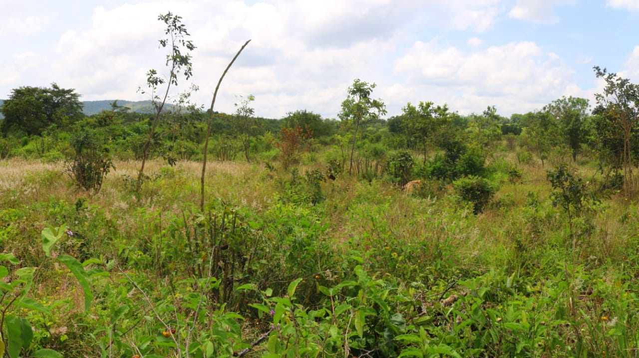 1/8 Acre plots for sale in a gated community in Embu