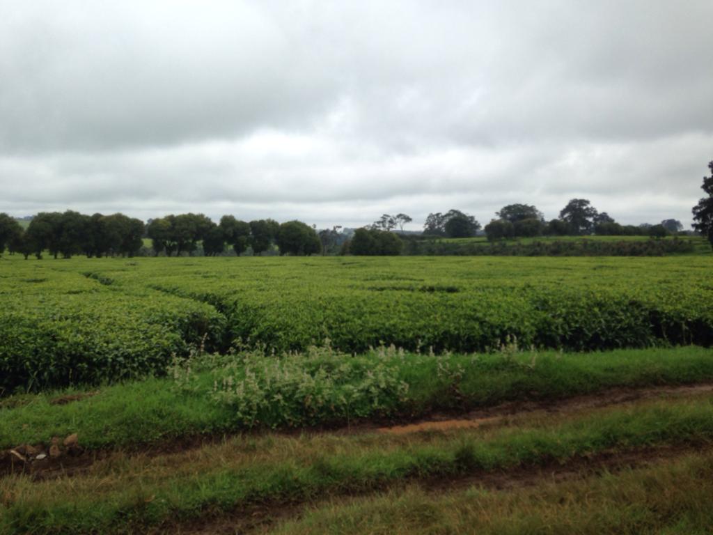 1200 Acres Tea farm for sale in Tigoni Limuru