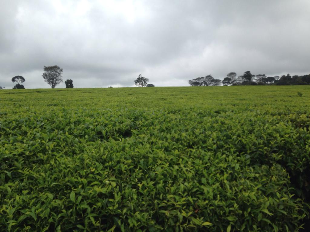 1200 Acres Tea farm for sale in Tigoni Limuru