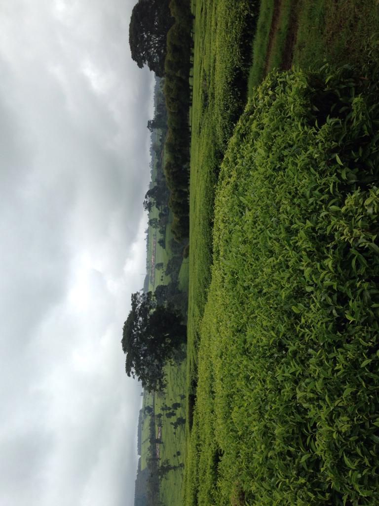 912 Acres Tea Estate for sale in Tigoni Limuru