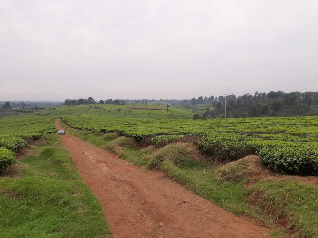 925 Acres tea farm in Tigoni Kiambu