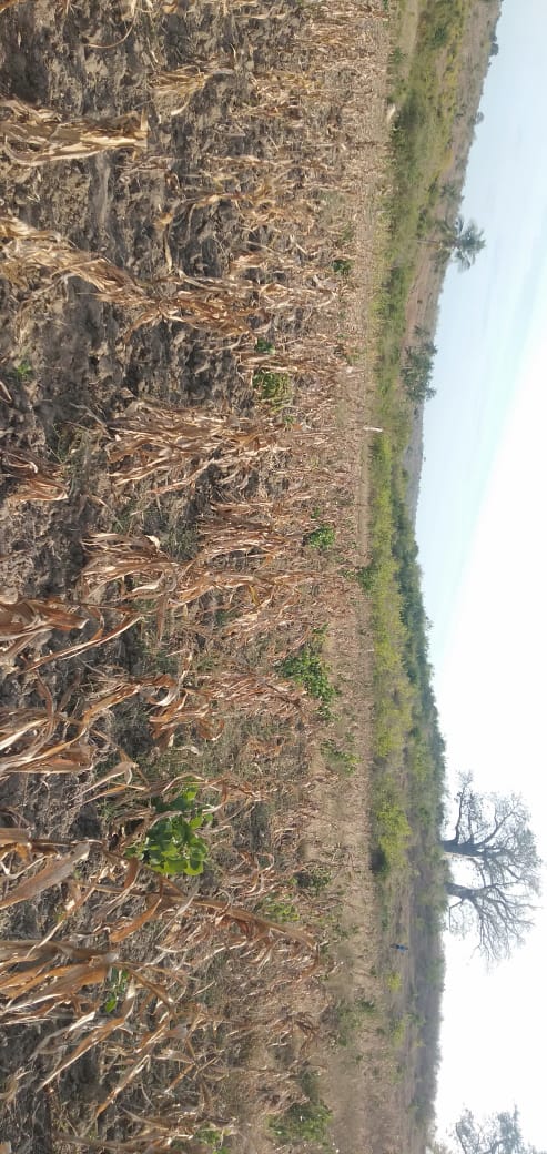 20 Acres prime land for Sale in Kwale Dongo kundu bypass