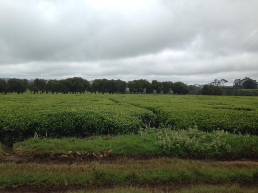 497 acres of tea plantation for sale in Tigoni