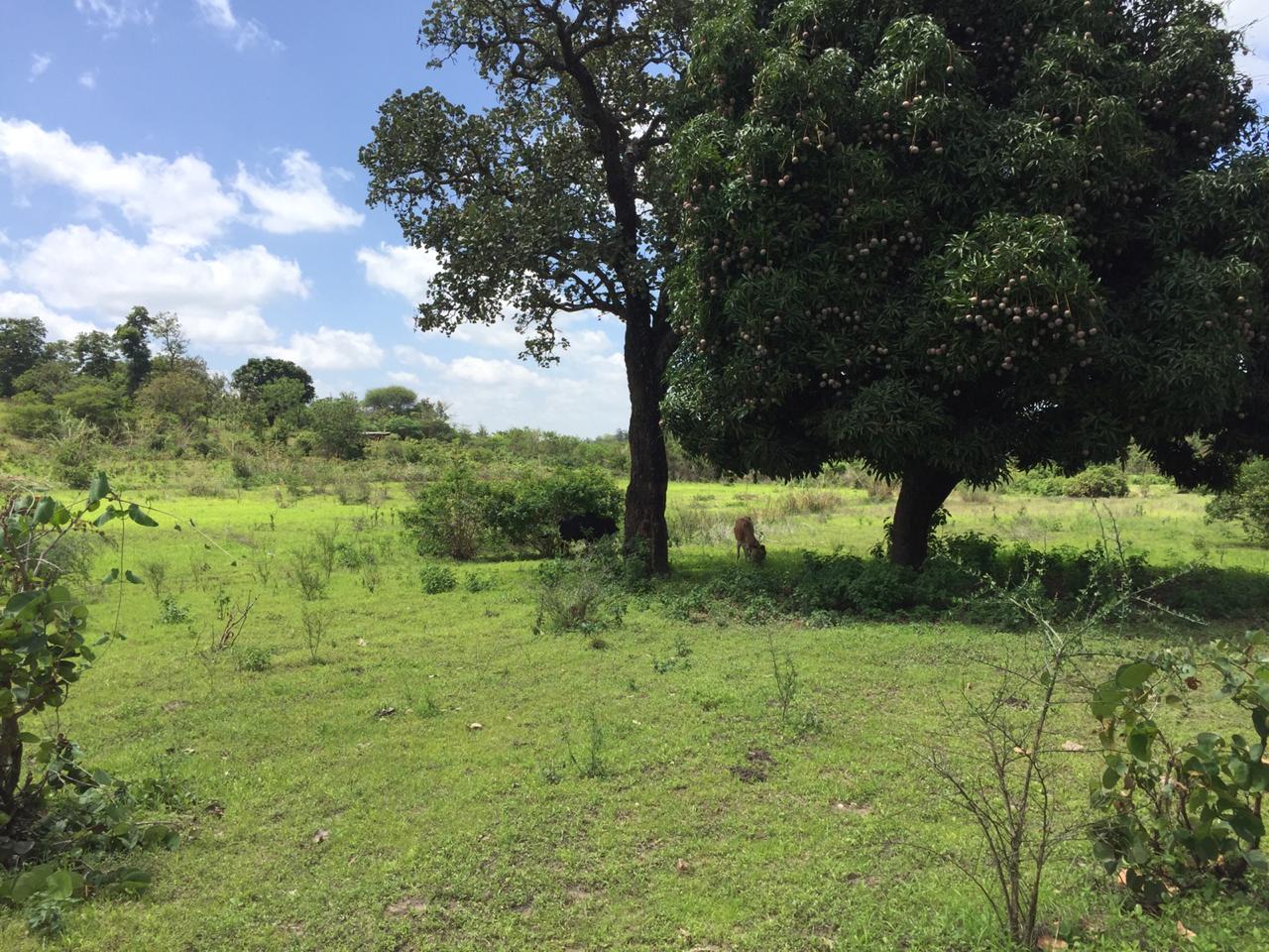 10 Acres land for Sale in Embu Siakago, Musonoke