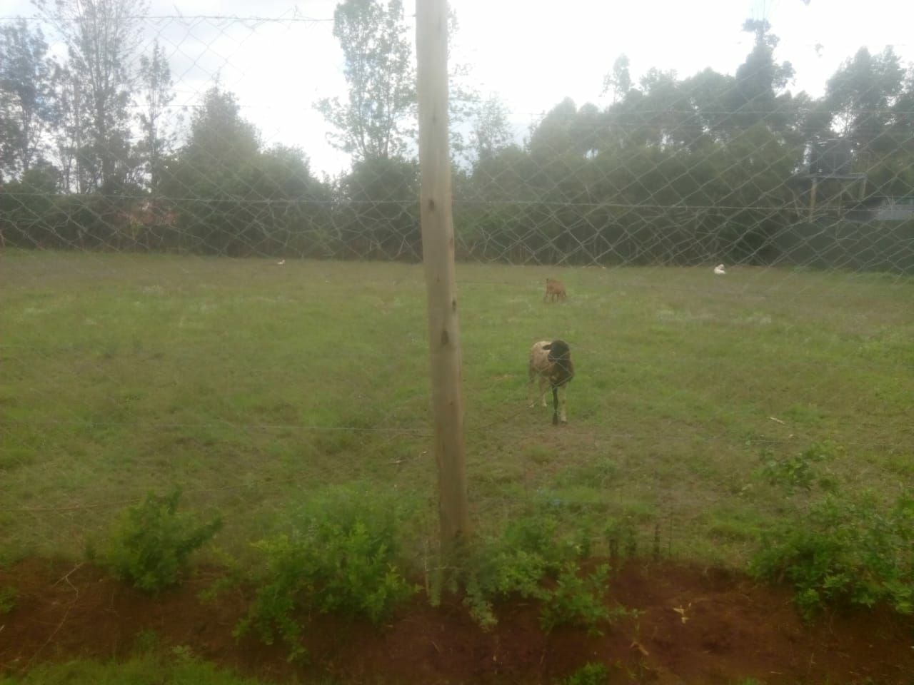 KAREN BOMAS AREA NAIROBI 1/2 ACRE RESIDENTIAL LAND ON QUICK SALE