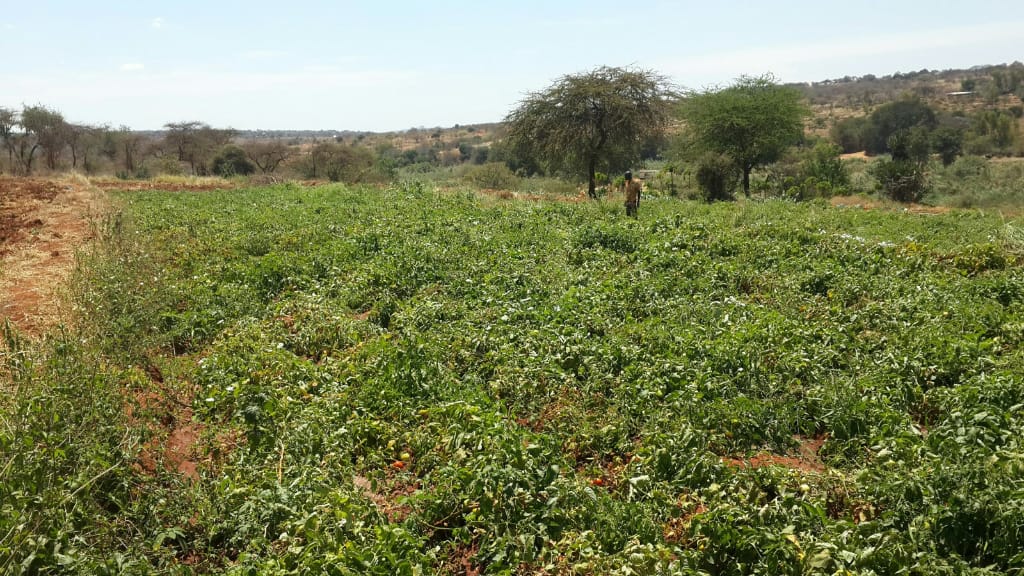 17.5 Acres land in Mwala Machakos Ksh 8.5M QUICK SALE