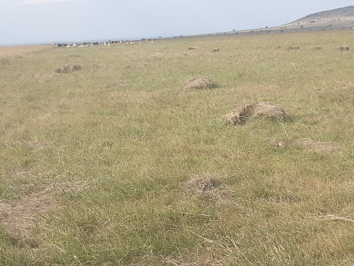 1000 Acres Agricultural land for sale in Narok, Maji Moto