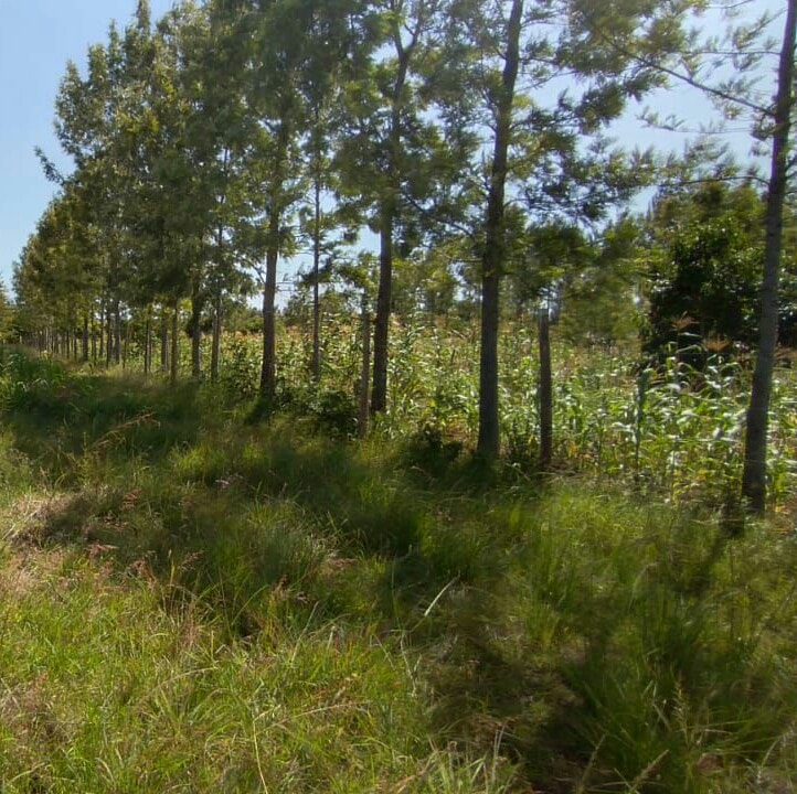 MAKUYU MURANG'A COUNTY 2 ACRES RESIDENTIAL COMMERCIAL LAND ON QUICK SALE