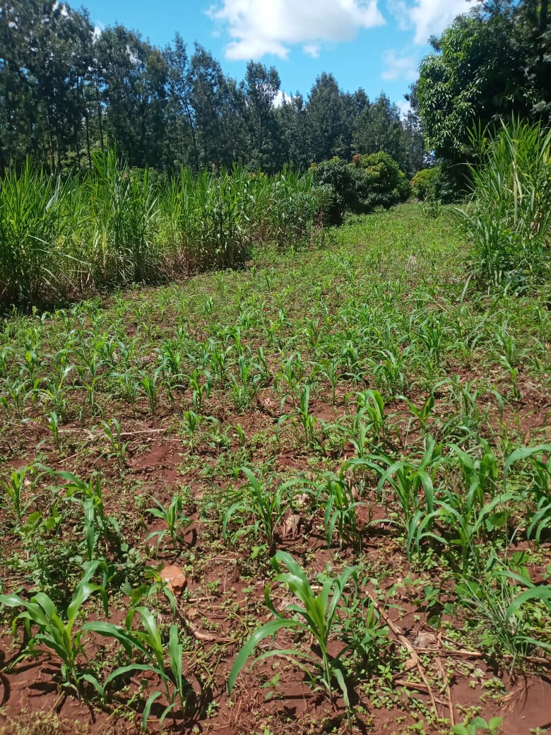 1 acre for sale at makuyu 