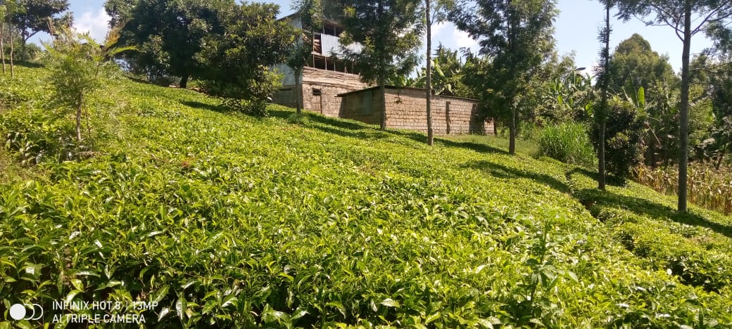 3¼ACRE TEA PLANTATION FOR SALE AT GATUNDU KIGANJO