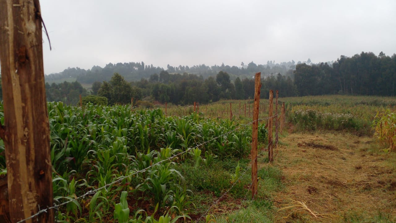 50 by 100 plot for sale in Royal Ndeiya ,Limuru