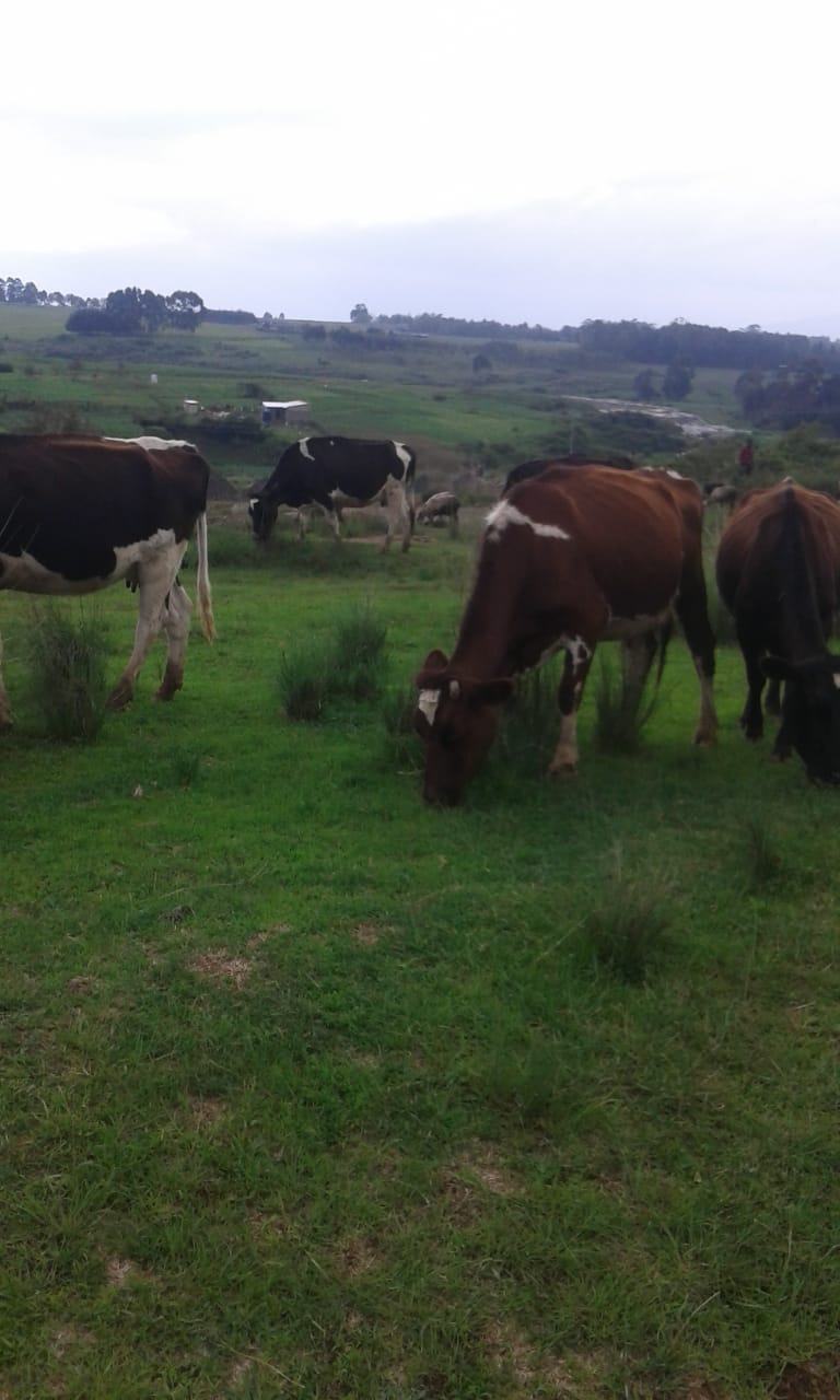 32 Acres Fertile Land in Kipipiri, Nyandarua