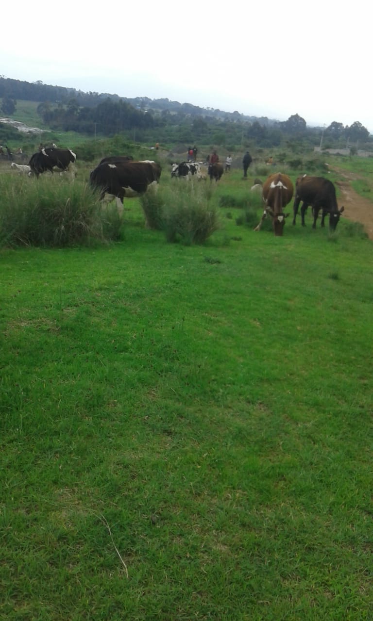 32 Acres Fertile Land in Kipipiri, Nyandarua