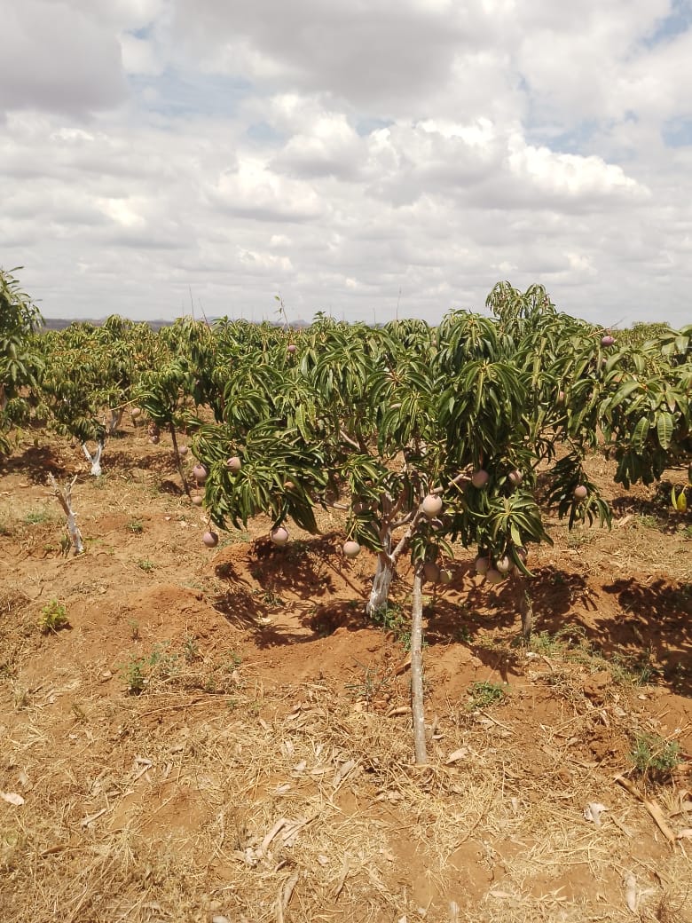 AGRICULTURAL FARM FOR SALE IN MUTOMO, KITUI COUNTY