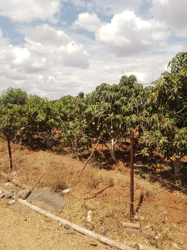 AGRICULTURAL FARM FOR SALE IN MUTOMO, KITUI COUNTY