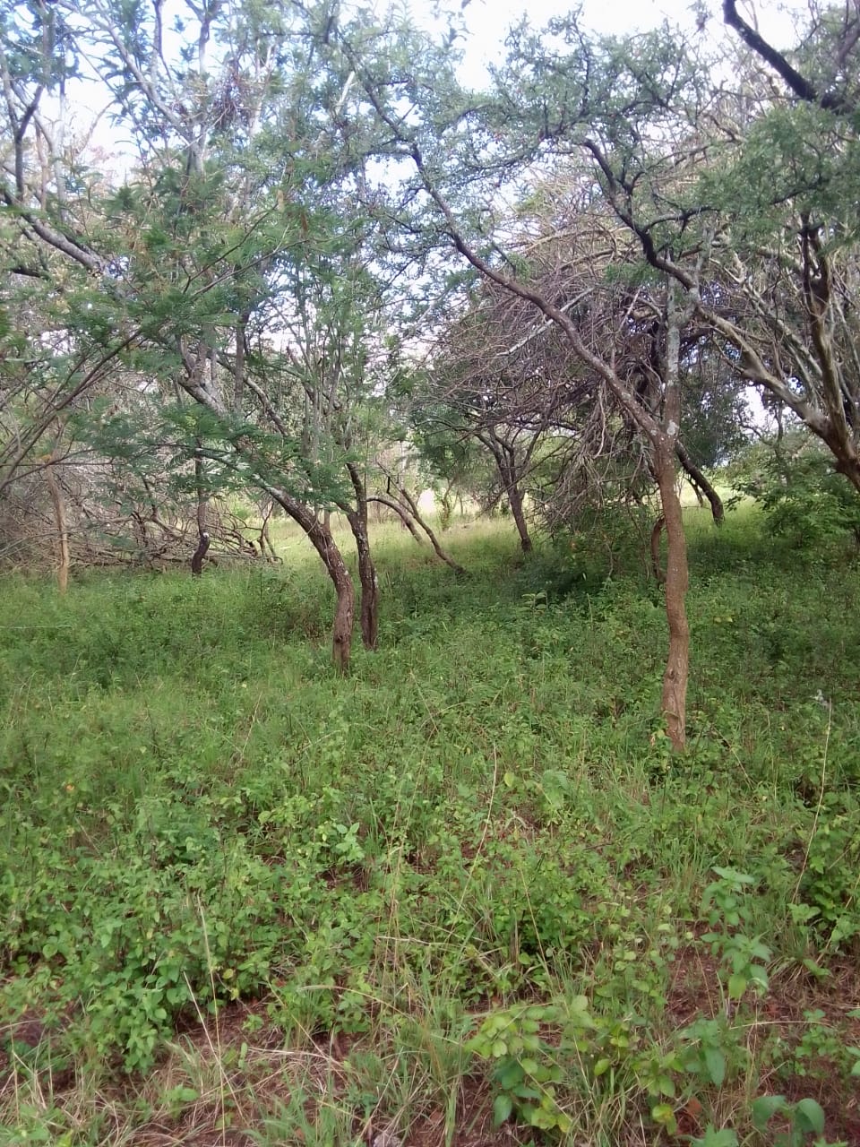 Own Your Piece of Tranquility: 5 Acres for Sale in Wote, Makueni