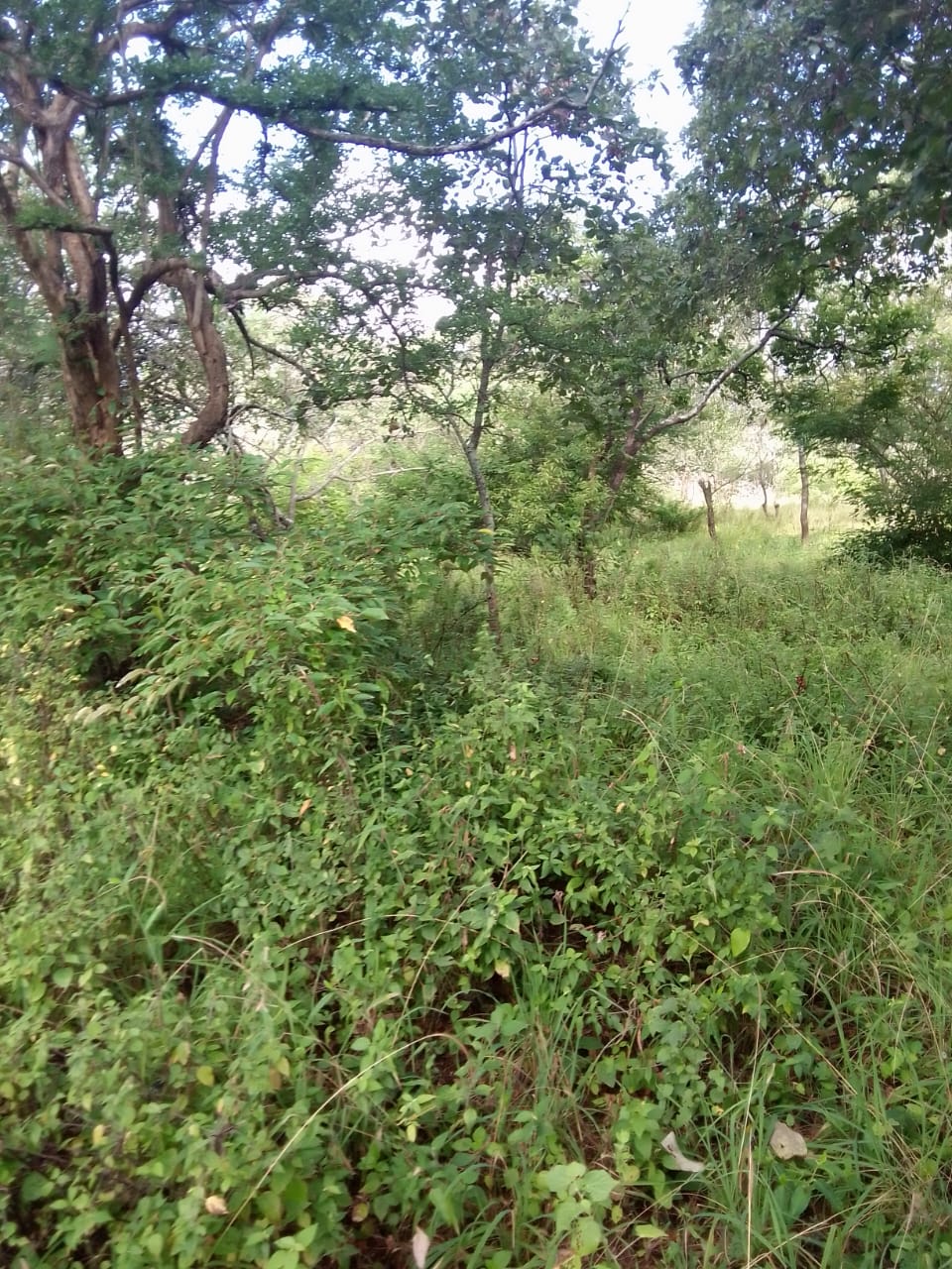 Own Your Piece of Tranquility: 5 Acres for Sale in Wote, Makueni