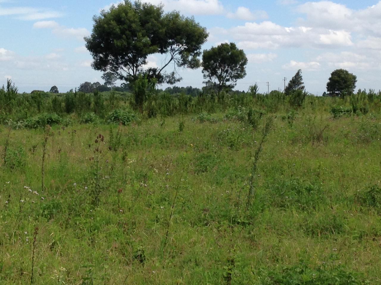 10 acres Hot sale in Limuru Redhill