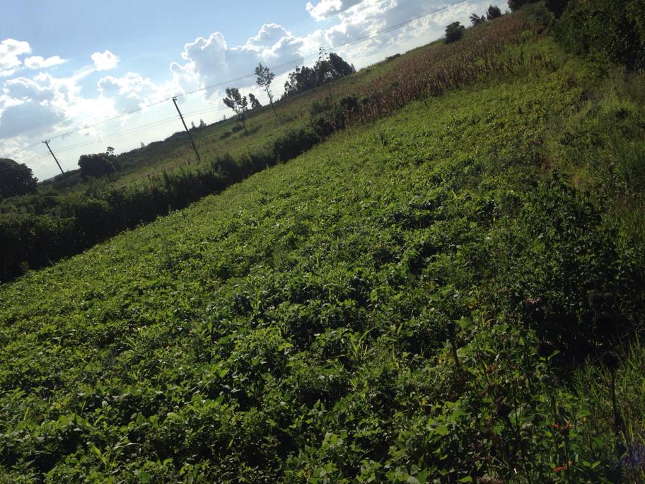 4 Acres at Kikuyu makutano