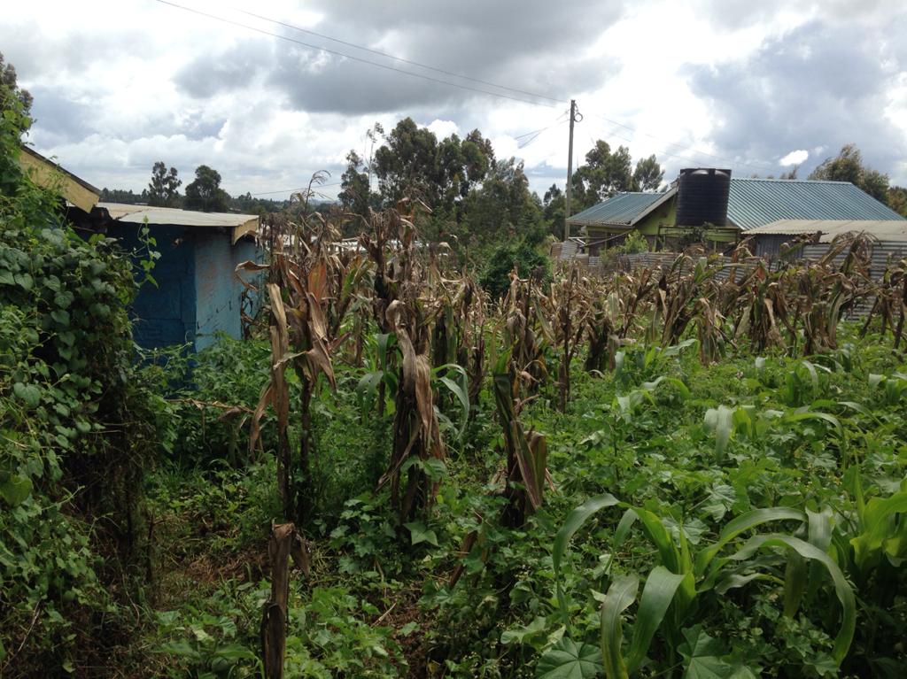 1/8th Acre plot for Sale in Gitutha Ndeiya