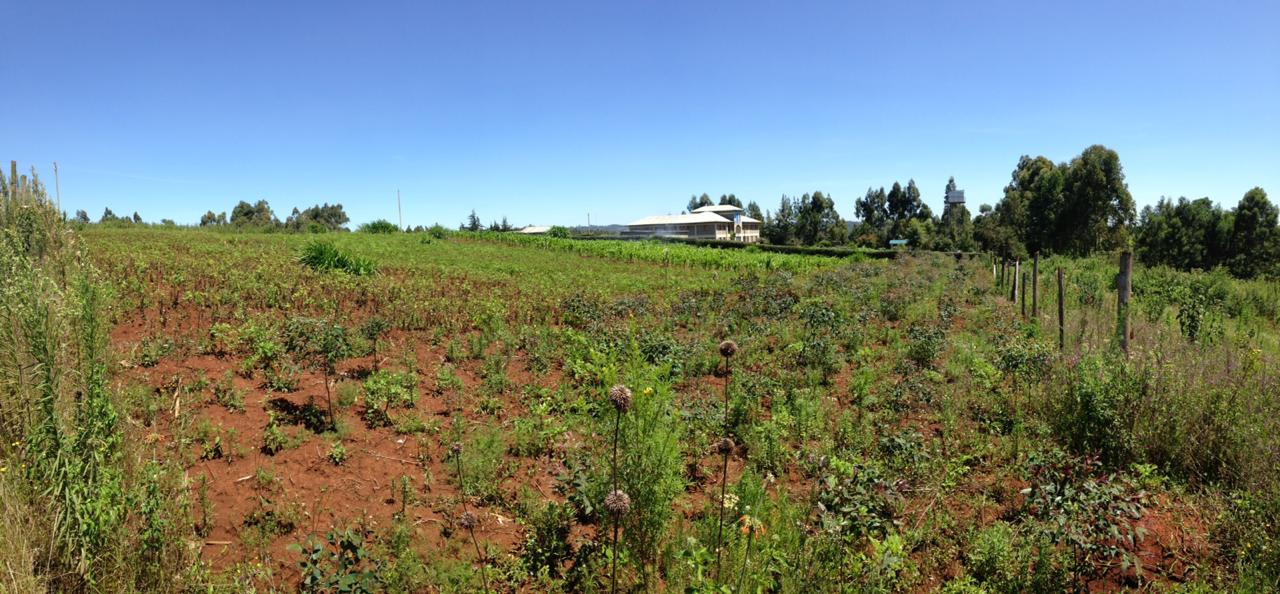 1 1/2 Acre In Distress sale !! in Thigio Limuru