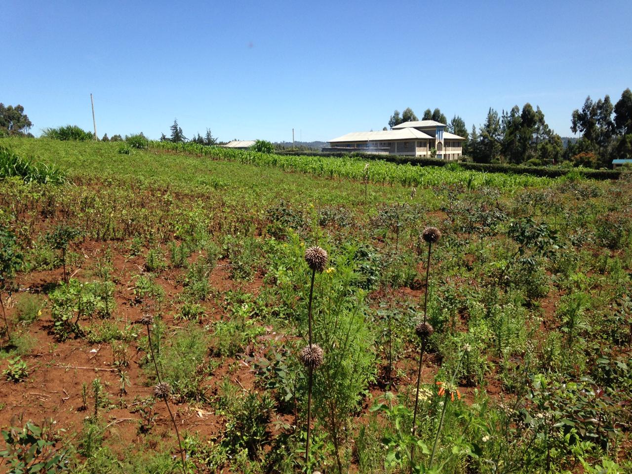 1 1/2 Acre In Distress sale !! in Thigio Limuru