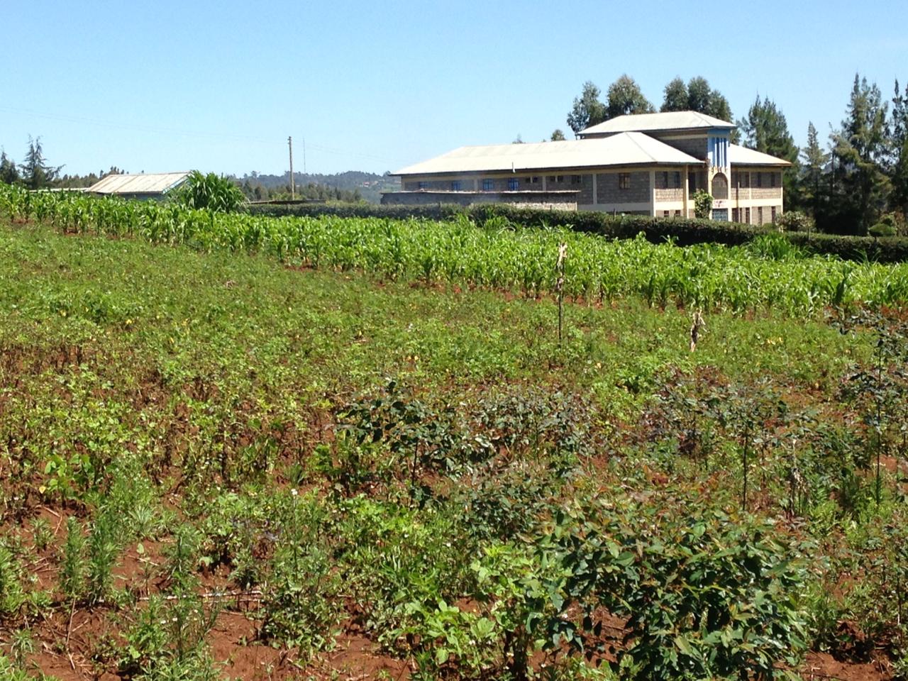 1 1/2 Acre In Distress sale !! in Thigio Limuru