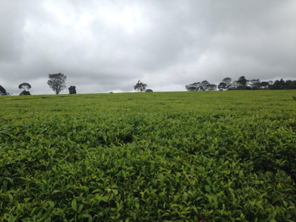 900 Acres Tea farm for sale in Limuru