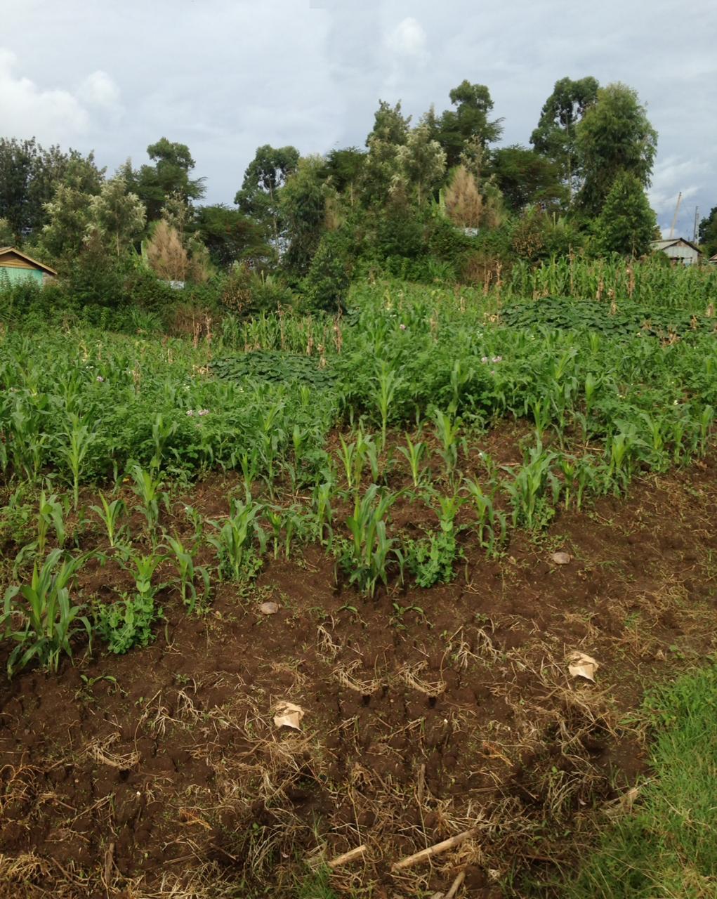 1/8 Acre plot for sale in Kikuyu Kiambu