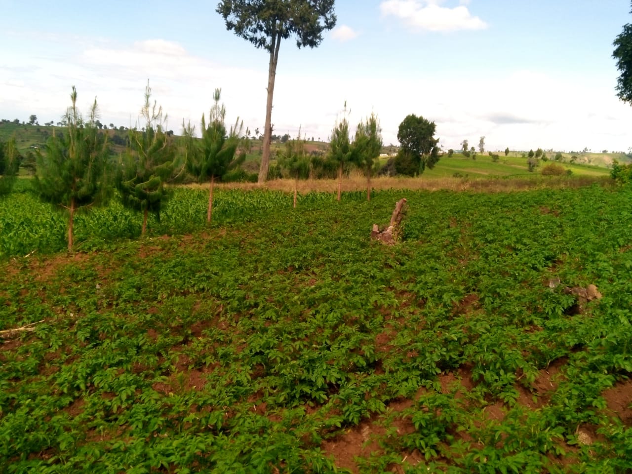 9 Acres Land for Sale in Njoro