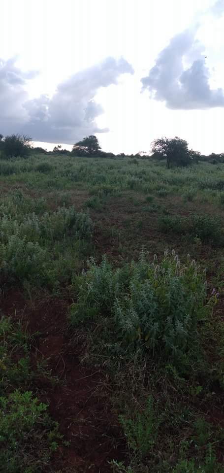 200 acres virgin land in Muranga kaguku for Sale