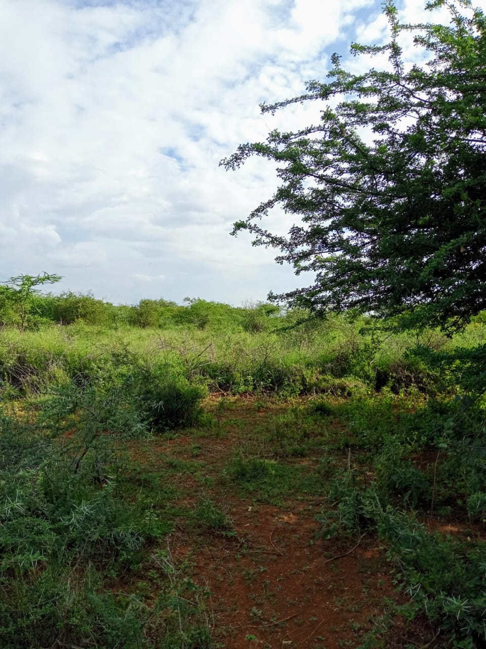 250 Acres land for sale in Kajiado West