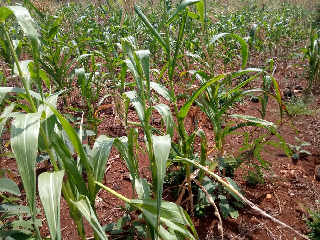 28.5 Acres land in Embu county Muminji area for sale