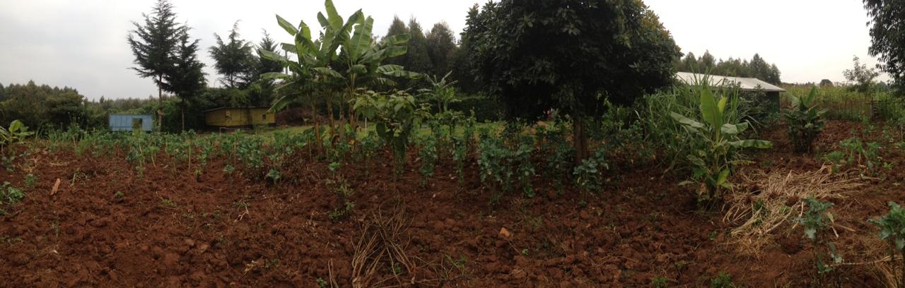 159 ft by 101 ft plot  with a homestead on distress sale in Thigio Limuru
