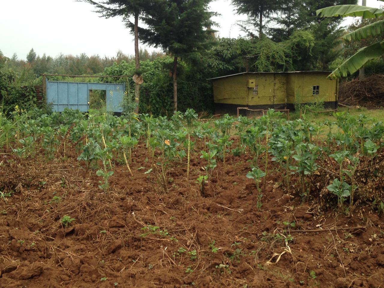 159 ft by 101 ft plot  with a homestead on distress sale in Thigio Limuru